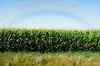 Corn Field