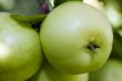 Large Crab Apples