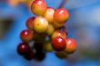 Crab Apples