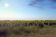 Sunflower Field