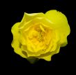 Yellow Flower