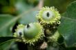 Acorns