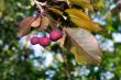 Crab Apple
