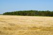 Harvested Field