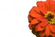 Red Flower