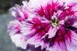 Pretty Flower