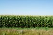 Corn Field