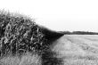 Farming