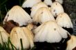 Wild Mushrooms