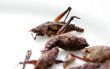 fried grasshoppers