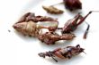 fried grasshoppers