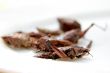 fried grasshoppers