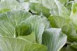 Cabbage