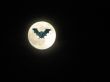 Moon Bat