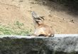 Female Ibex