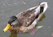Swimming Duck