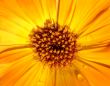 Marigold