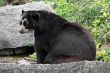 Andean Bear