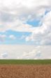 Cornfield