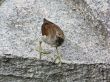Little Bird