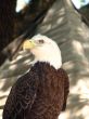 American Bald Eagle