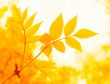 yellow  leaves