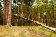 oniferous forest and dry tree