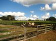 Bulls in Cow Pen