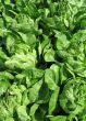 fresh green lettuce in a garden