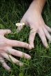 Small daisies
