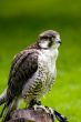 Falcon