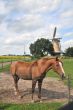 Horse in the Netherlands