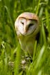 Masked owl