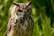 Long-eared owl