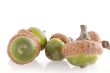 Acorns