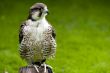 Falcon