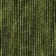 Bamboo plants