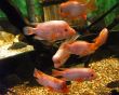 Pink Fish
