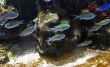 Swimming Fish