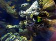 Viewing of a Fish