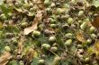 Still life with oak leaves and acorns.