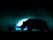 Rhino Wildlife 35