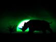 Rhino Wildlife 35