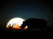 Rhino Wildlife