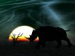 Rhino Wildlife
