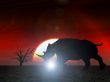 Rhino Wildlife