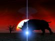 Rhino Wildlife