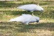 Sulphur Crested Cockatoos