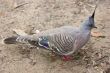 Crested Pigeon