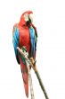 Parrot